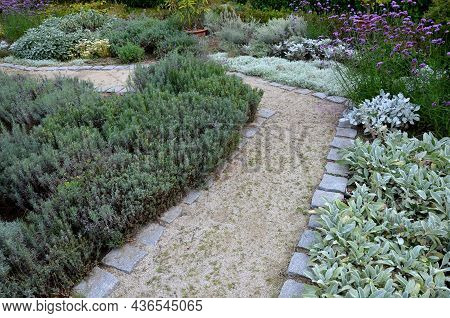 Garden Path Between Herb Beds With Lavender And Lemon Trees In A Pot. All Plants Have Gray Leaves. C