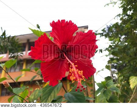 Red Hibiscus Or Popularly Known As Bunga Raya In Malaysia