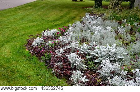Flowerbed In The Park With Deep Red Perennials And Silver And Fillet Pink Flowers. Around Mowing The