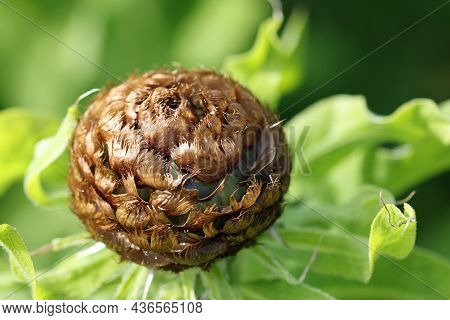 Brown Bud Scales Of Giant Knapweed, Centaurea Macrocephala, In Close Up With A Blurred Background Of