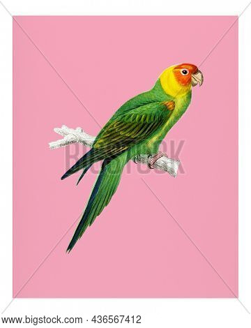 Vintage Eastern Rosella (Platycercus eximius) illustration wall art print and poster.