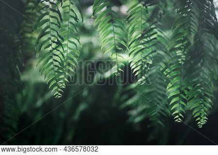 Nephrolepid Sp, Fern In Garden, Vintage Tone And Nature Background Concept