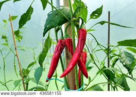 Red Paprika Chillies Growing In A Polytunnel
