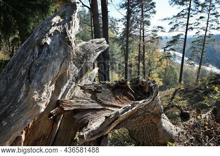 The Tree Stump Of A Large, Old Tree Broken By A Hurricane. The Splintered Wood Of A Tree Broken By A