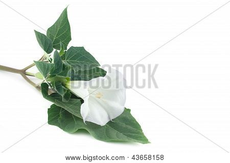 Datura