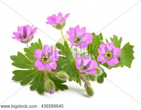 Dovesfoot Geranium Plant Isolated On White Background
