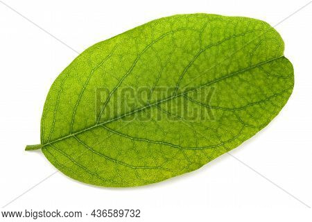 Black Locust Leaf Isolated On White Background