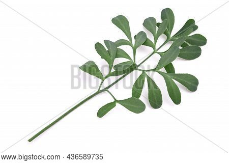 Common Rue Branch Isolated On White Background