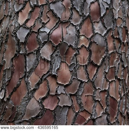 Maritime Pine, Pinus Pinaster Trunk Symbol. Texture Made Of Maritime Pine Tree Bark. Beautiful Marit