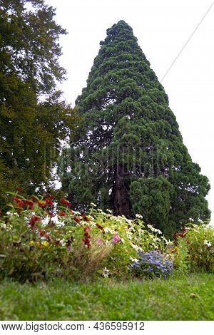 The Giant Sequoias (sequoiadendrum Giganteum), Two Gigantic Trees Over 40 Meters High Planted Betwee