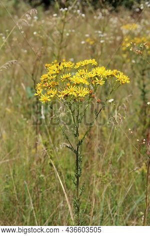 Yellow Senico Jacobaea Blossoming In Garden. Jacobaea Vulgaris Blooming In Field