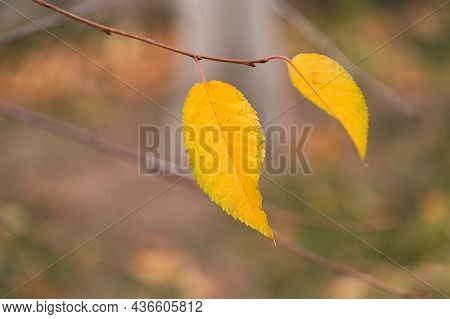 Late Autumn. The Last Two Yellow Leaves Lingered On A Tree Branch.  Selective Focus. Copy Space.