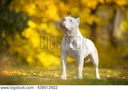 Funny White American Bully Dog Stands And Warily Looks Up, Front View. Puppy Obediently Executes The