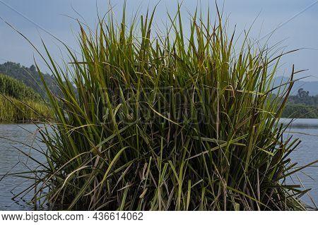 A Big Clump Of Giant Bur Rush Or Locally Known As Mensiang Or Rumput Kercut, Commonly Found In Lakes