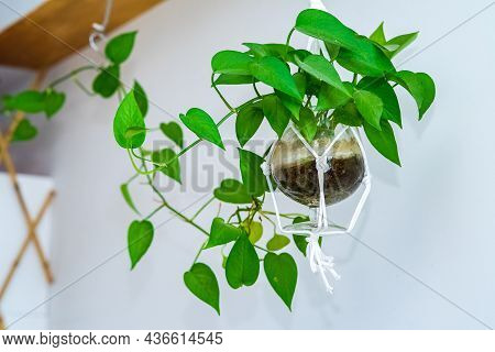 Minimalist Living Room With Variegated Pothos, Scindapsus Aureum In A Clear Pot, Home Decor, Hanging