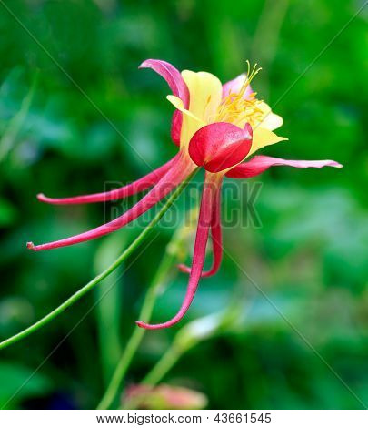 Columbine blomst