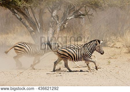 Alert plains zebras (Equus burchelli) running on dusty plains, South Africa