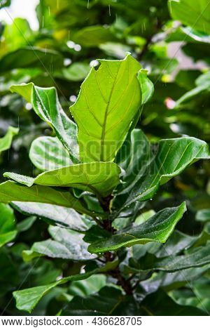 Ficus Lyrata, Commonly Known As The Fiddle-leaf Fig, It Grows In Lowland Tropical Rain Forest.green 