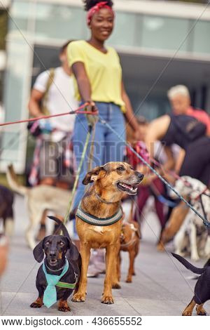 Young female dog walker on the job outisde; Dog walker lifestyle