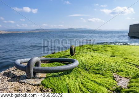 Seaweed On The Pier By Marmeelan And Falcorrib South Of Dungloe, County Donegal - Ireland