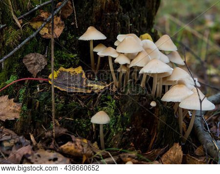 Group Of Forest Mushrooms Toadstools Growing On A Tree Stump