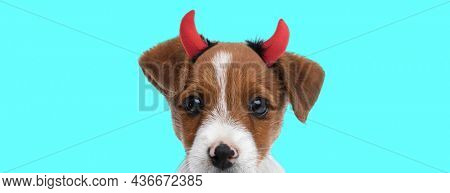 landscape of a cute jack russell terrier dog wearing devil horns against blue studio background
