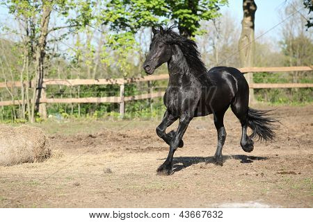 Zwarte Friese paard