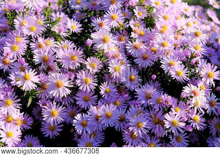 Astra Virgin Or New Belgian (symphyotrichum Novi-belgii) Beautiful Autumn Flower Bed