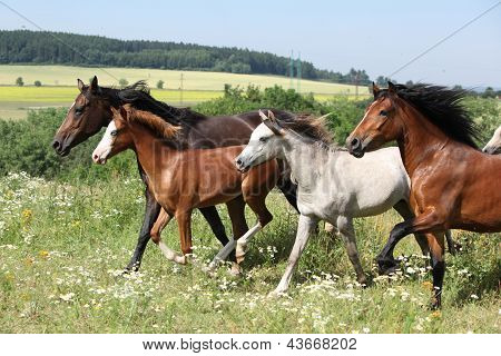 Kudde van het runnen van paarden