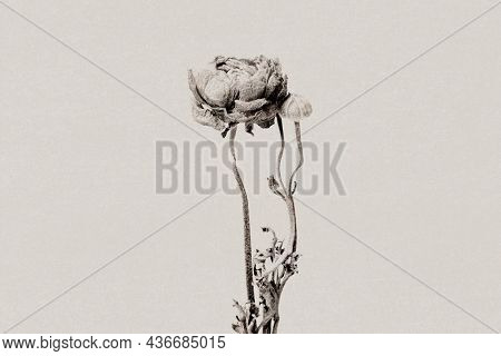 Ranunculus in grayscale with risograph effect remixed media