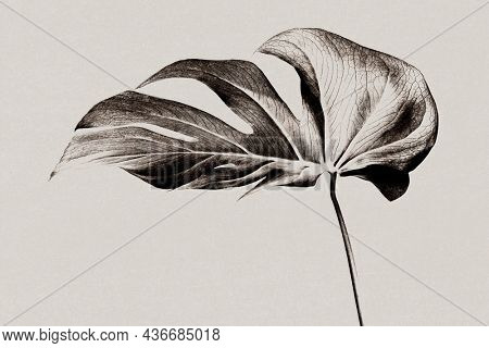 Monstera leaf background grayscale with risograph effect remixed media