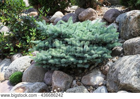 Small Blue Spruce In Park Design Among Stones. Russia