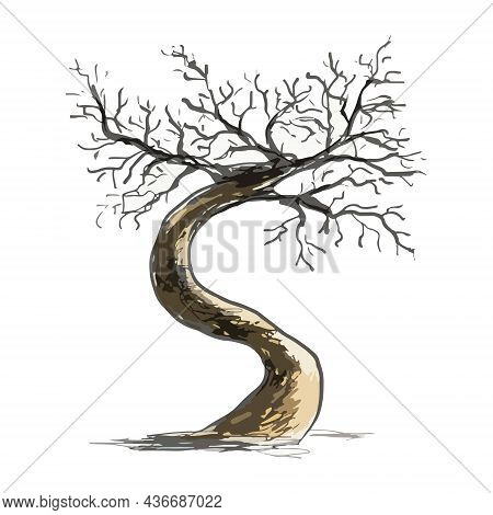 Detailed Curved Tree On A White Background.