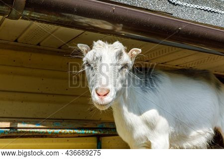 Cute Free Range Goatling On Organic Natural Eco Animal Farm Freely Grazing In Yard On Ranch Backgrou