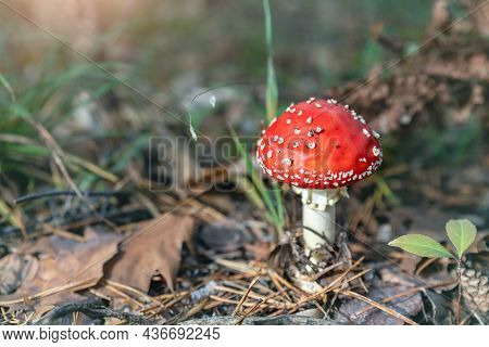 Beautiful Small Red And White Fly Agaric Poisonous Musroom In Deep Magic Forest. Fairy Tale Scenic V