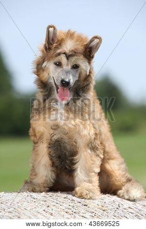 Chinese Crested Dog