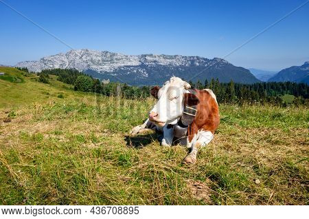 Cows In A Mountain Field. La Clusaz, Haute-savoie, France