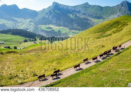 Cows In A Mountain Field. La Clusaz, Haute-savoie, France