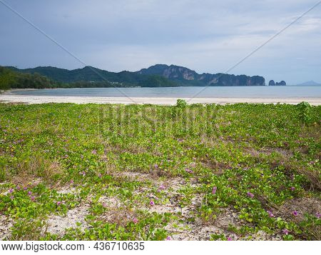 Ipomoea Pes-caprae Or Beach Morning Glory At The Beach