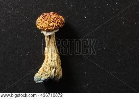Macro Of A Big Psilocybin Mushroom On Black Paper Background. Psychedelic Magic Mushroom Golden Teac