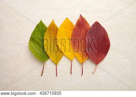 Autumn Leaves Laid Out From Green To Red On A Travertine Background. The Concept Of Changing The Sea