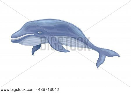 Blue Whale As Aquatic Placental Marine Mammal With Flippers And Large Tail Fin Closeup Vector Illust