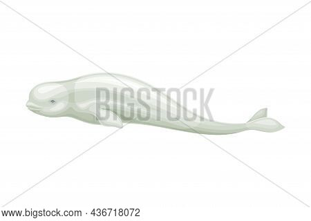 Beluga Whale As Aquatic Placental Marine Mammal With Flippers And Large Tail Fin Closeup Vector Illu