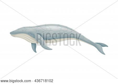 Whale As Aquatic Placental Marine Mammal With Flippers And Large Tail Fin Closeup Vector Illustratio