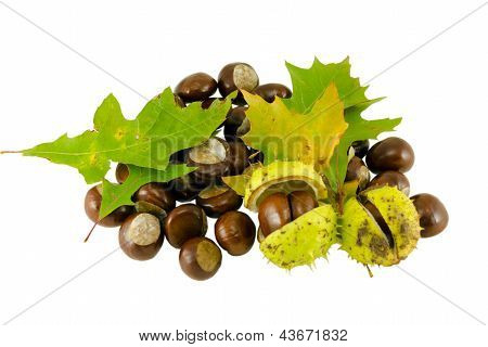 Herbst Kastanie Whit dekorative Eichenlaub