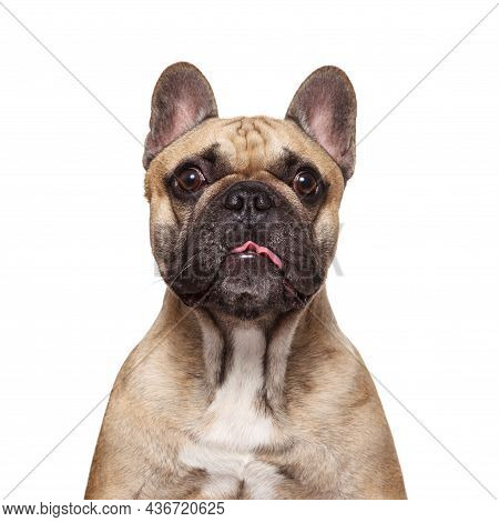 French Bulldog Stick Her Tongue. Vertical Studio Shot Isolated Against White Background. Portrait Du