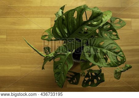Monstera Swiss Cheese Plant Or Monstera Monkey Mask In Flower Pot. Nice Tropical Monstera Swiss Chee
