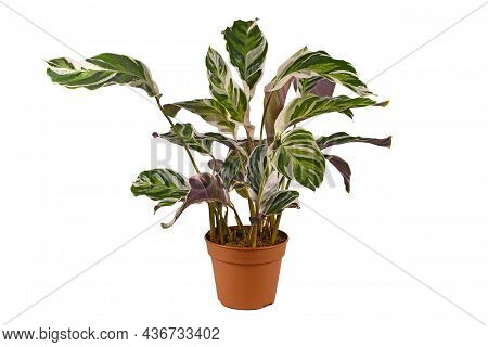 Exotic Houseplant With Botanic Name 'calathea White Fusion'  In Flower Pot Isolated On White Backgro