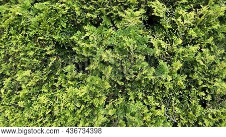 Image Of A Green Cypress Wall Bush Background