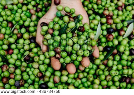 high angle view of a young caucasian man with a pile of olives in his hand freshly collected during the harvesting in an olive grove in Catalonia, Spain